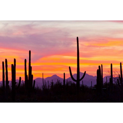 AZ, Sonoran Desert Saguaro cactus at sunset